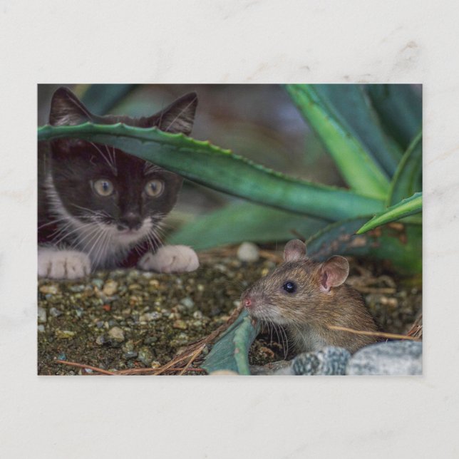 Tarjeta postal divertida de gato y ratón (Anverso)