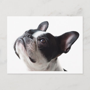Tarjeta postal divertida de perro Frenchie - Bulld