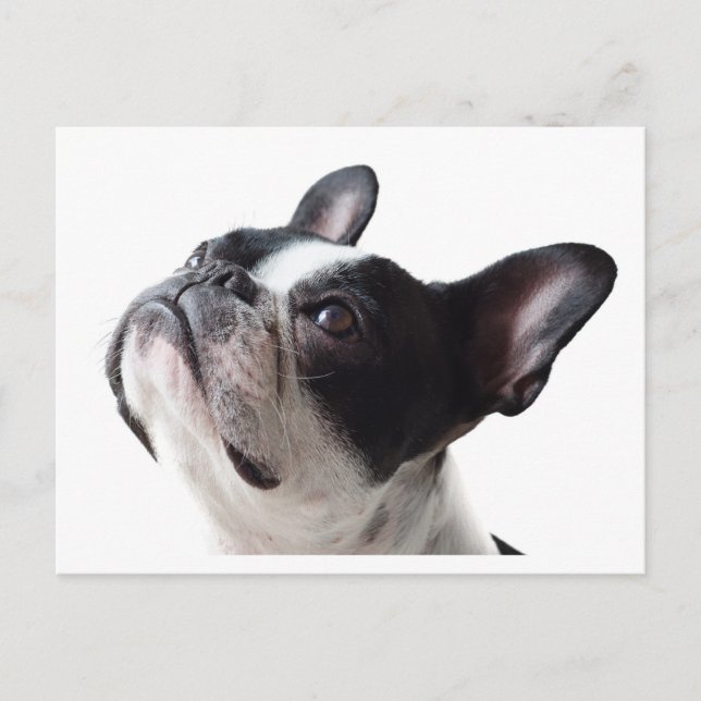Tarjeta postal divertida de perro Frenchie - Bulld (Anverso)