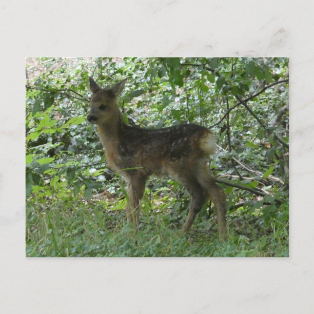 Tarjeta postal DIY de corzo lindo en el bosque (Anverso)