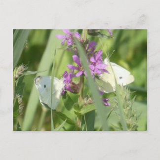 Tarjeta postal DIY de dos mariposas blancas de la 