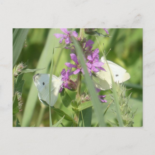 Tarjeta postal DIY de dos mariposas blancas de la  (Anverso)