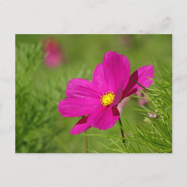 Tarjeta postal DIY de flor de cosmea rosa brillant (Anverso)