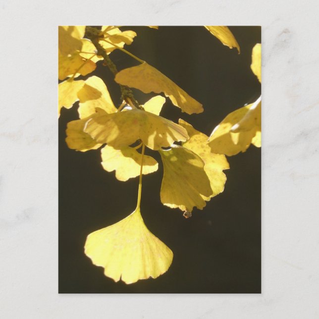Tarjeta postal DIY de hojas de Ginkgo soleado de o (Anverso)