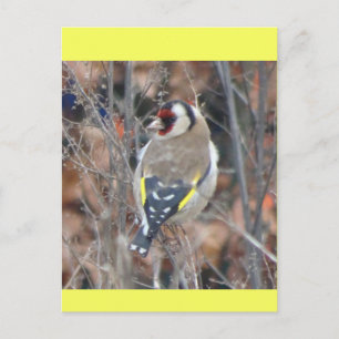 Tarjeta postal DIY de Jilguero Lindo