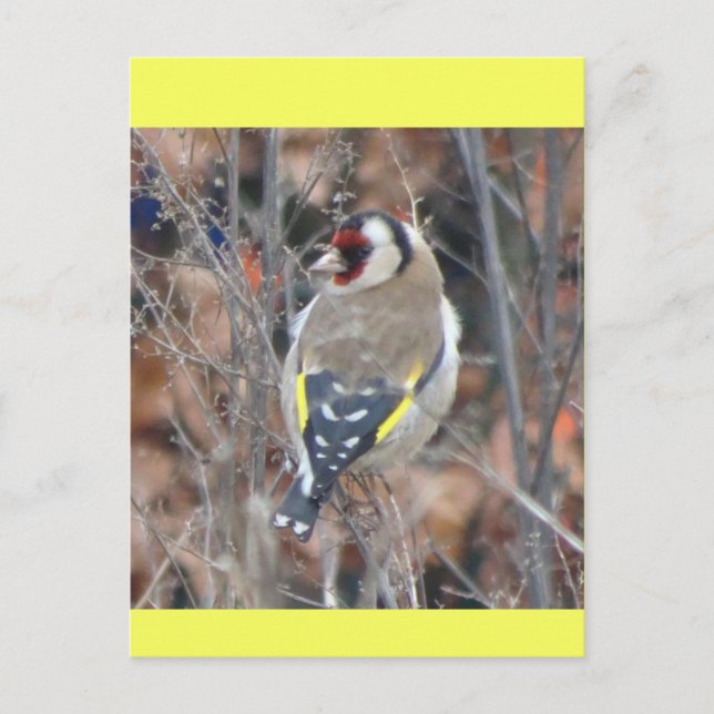 Tarjeta postal DIY de Jilguero Lindo (Anverso)