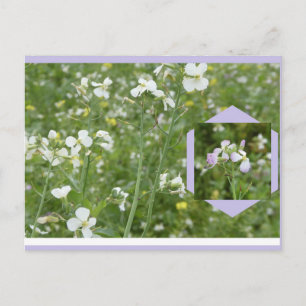 Tarjeta postal DIY de Mayflowers