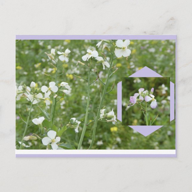 Tarjeta postal DIY de Mayflowers (Anverso)
