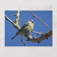 Tarjeta postal DIY de pajarito colorido con cielo