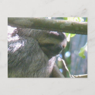 Tarjeta postal DIY de perezoso de Costa Rica lindo