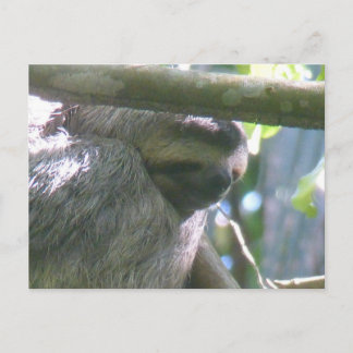 Tarjeta postal DIY de perezoso de Costa Rica lindo