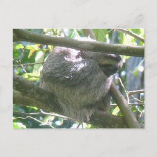 Tarjeta postal DIY de perezoso lindo de Costa Rica