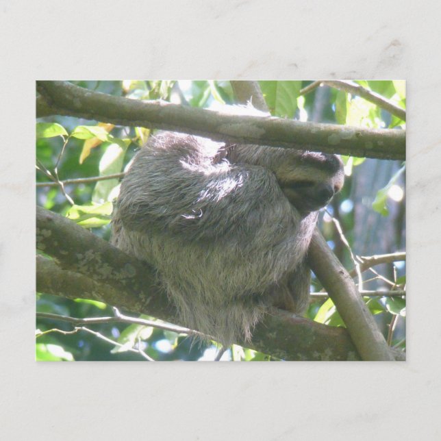 Tarjeta postal DIY de perezoso lindo de Costa Rica (Anverso)