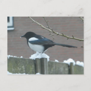 Tarjeta postal DIY de Urraca en la nieve