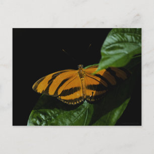 Tarjeta postal Dryad