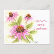 Tarjeta postal Echinacea Purple Coneflower