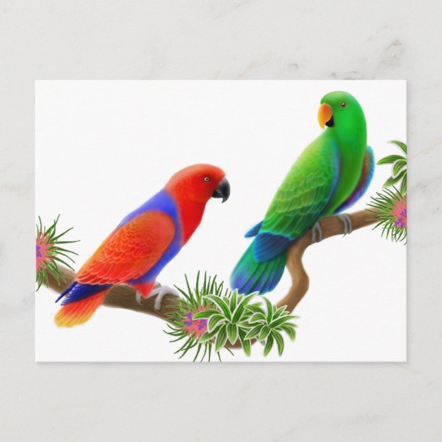 Tarjeta postal Eclectus Birds (Anverso)