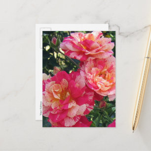 Tarjeta postal editable para Rosas de rayas rojas