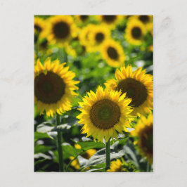 Tarjeta postal El campo de girasoles