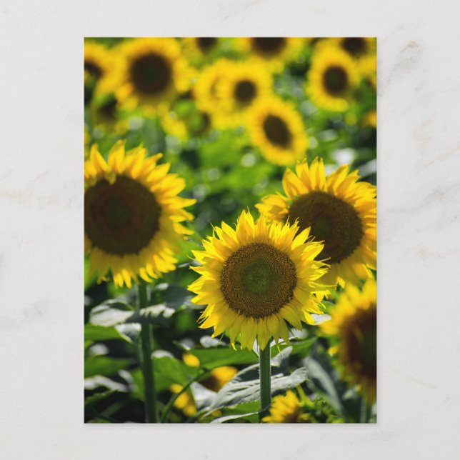 Tarjeta postal El campo de girasoles (Anverso)