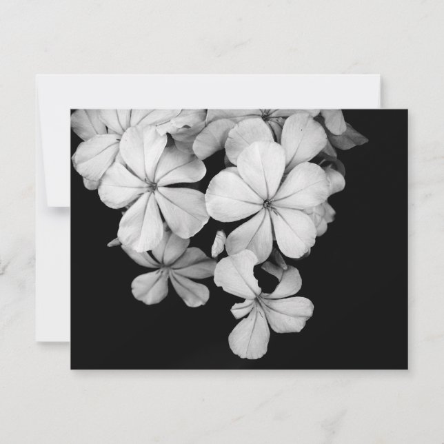 tarjeta postal en b/n (Anverso)