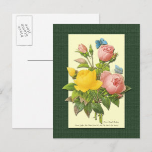 Tarjeta postal en blanco con rosas botánicas rosad