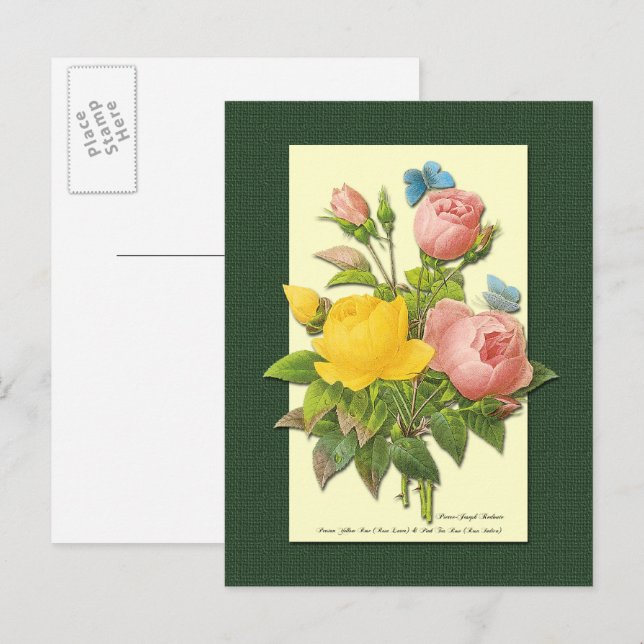 Tarjeta postal en blanco con rosas botánicas rosad (Anverso / Reverso)