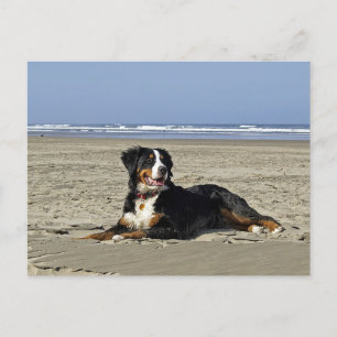 Tarjeta postal en blanco de cachorro de montaña de