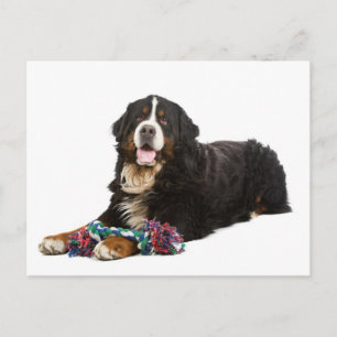 Tarjeta postal en blanco de cachorro de montaña de