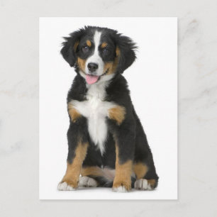 Tarjeta postal en blanco de cachorro de montaña de