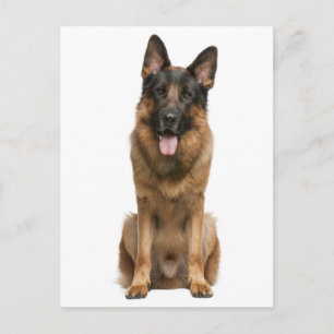 Tarjeta postal en blanco de cachorro de pastor ale