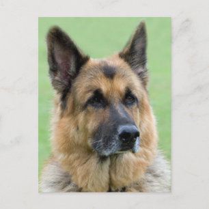 Tarjeta postal en blanco de cachorro de pastor ale