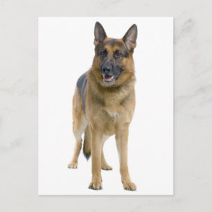 Tarjeta Postal en Blanco de Cachorro de Pastor Ale