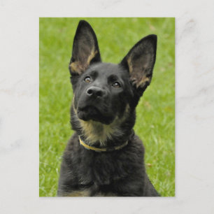 Tarjeta postal en blanco de cachorro de pastor ale