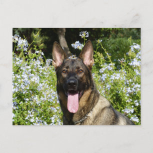 Tarjeta postal en blanco de cachorro de pastor ale