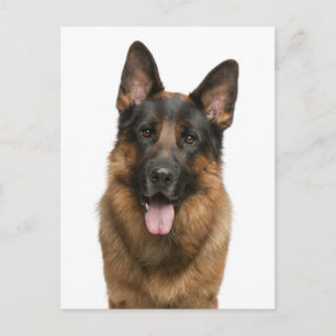 Tarjeta postal en blanco de cachorro de pastor ale