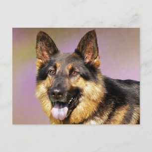 Tarjeta postal en blanco de cachorro de pastor ale