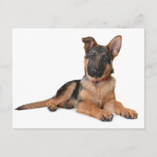Tarjeta postal en blanco de cachorro de pastor ale