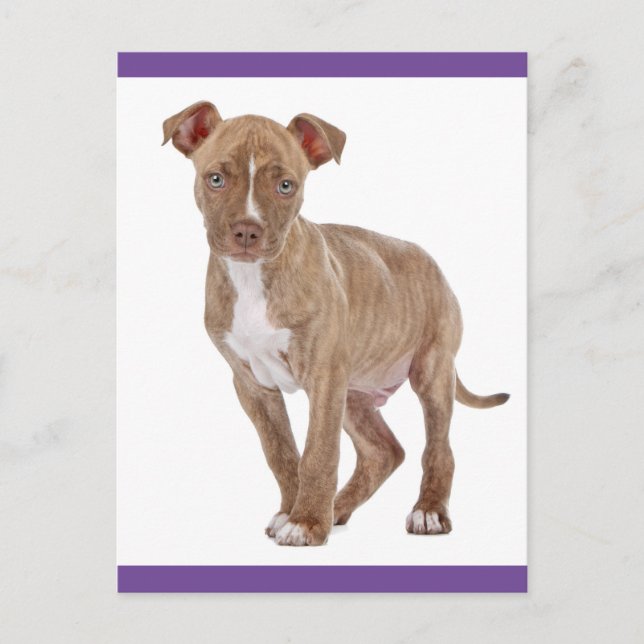 Tarjeta postal en blanco de cachorro de Pit Bull (Anverso)