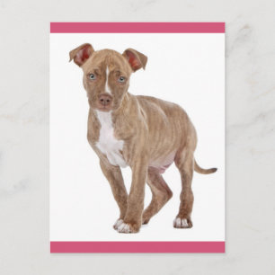 Tarjeta postal en blanco de cachorro Pit Bull