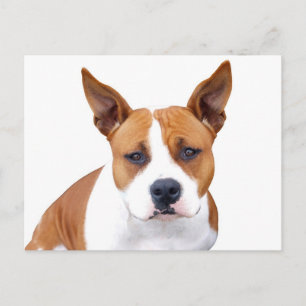 Tarjeta postal en blanco de cachorro Pit Bull