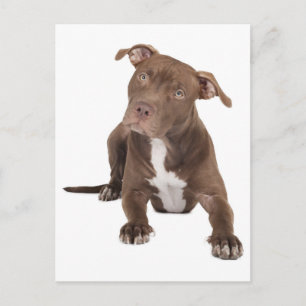 Tarjeta postal en blanco de cachorro Pit Bull
