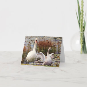 Tarjeta postal en blanco de cisne madre y bebé