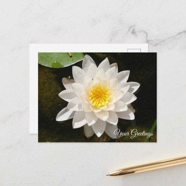 Tarjeta postal en blanco de Nenúfar Blanco Flotant (Anverso/Reverso In Situ)