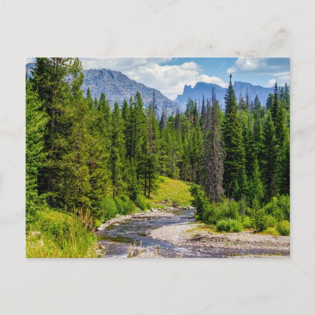 Tarjeta postal en blanco de North Fork Shoshone Ri (Anverso)