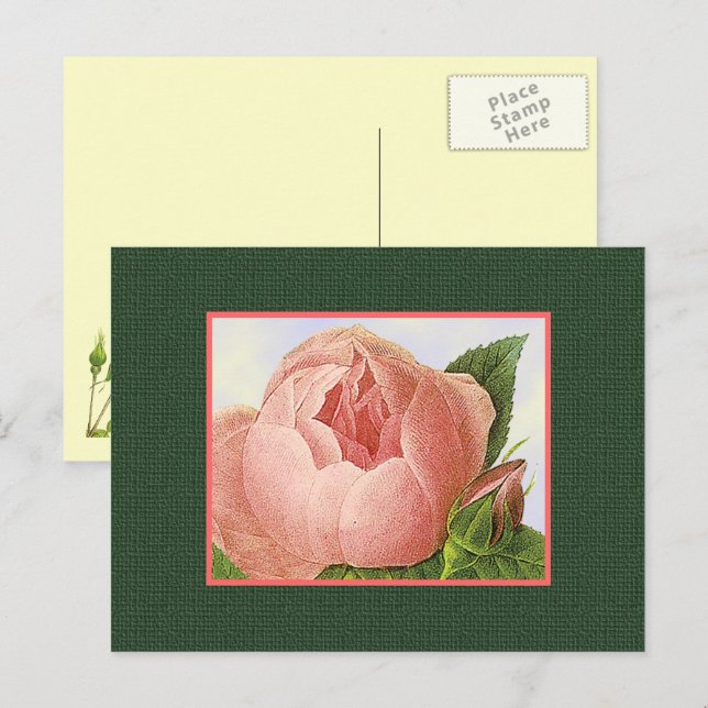 Tarjeta postal en blanco de rosas botánicas rosada (Anverso / Reverso)