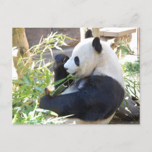 Tarjeta postal Feed Me Panda