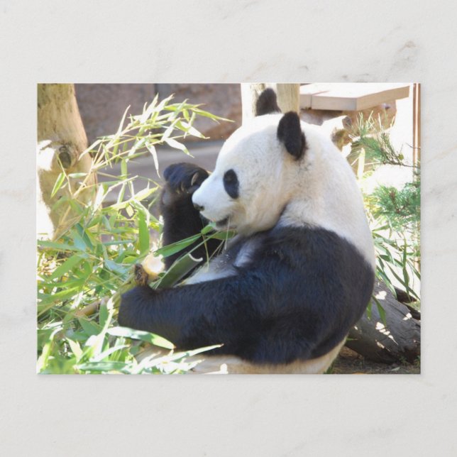 Tarjeta postal Feed Me Panda (Anverso)