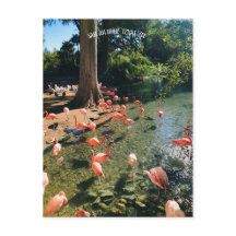 TARJETA POSTAL FLAMINGO