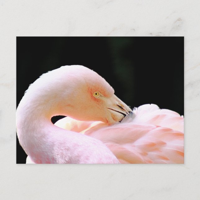 Tarjeta postal Flamingo (Anverso)